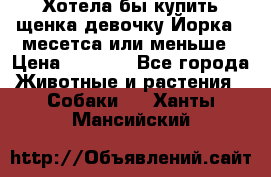 Хотела бы купить щенка девочку Йорка 2 месетса или меньше › Цена ­ 5 000 - Все города Животные и растения » Собаки   . Ханты-Мансийский